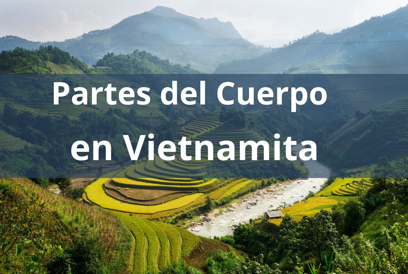 partes del cuerpo en vietnamita