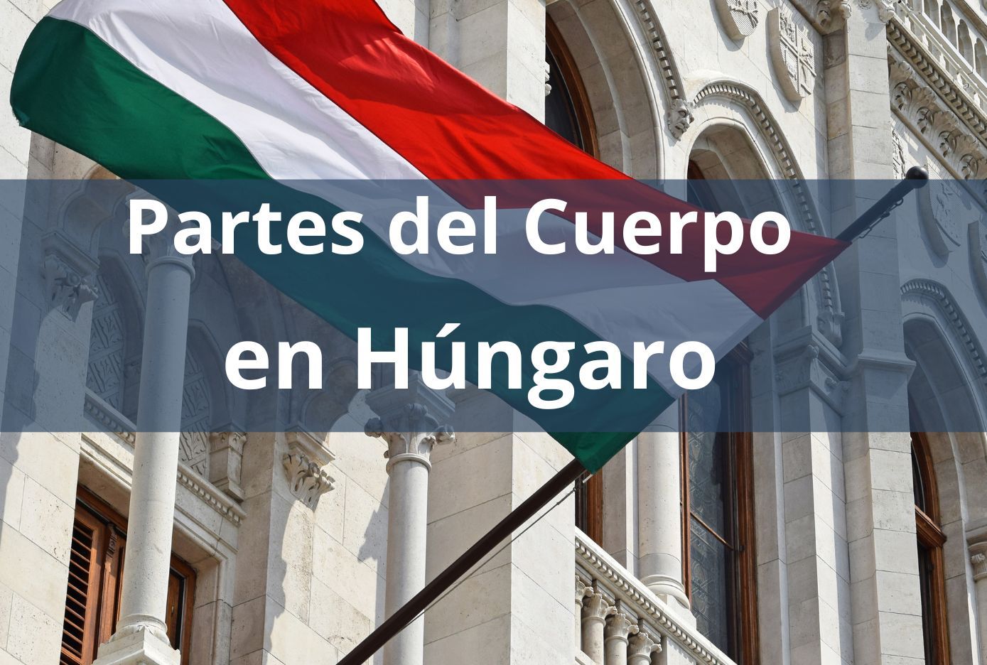 partes del cuerpo en hungaro